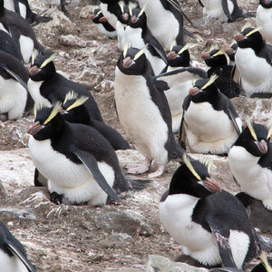 Penguin populations