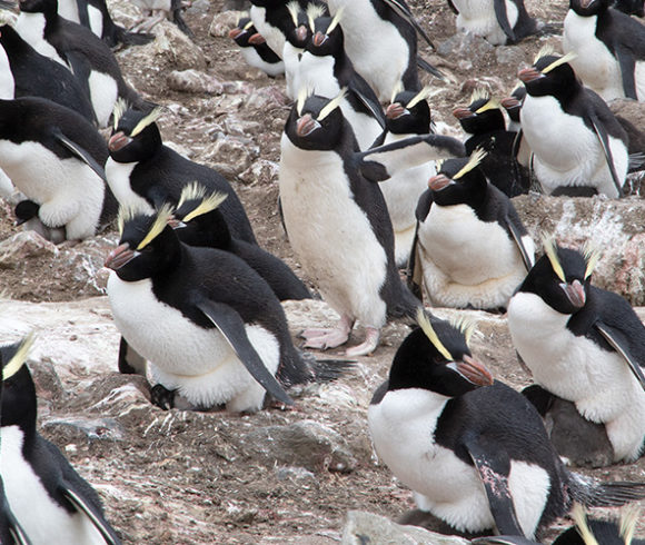 Penguin populations