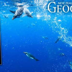 Tawaki in New Zealand Geographic