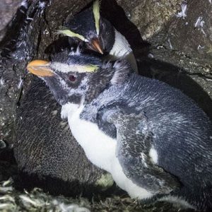 Moulting Milford Moulting Milford