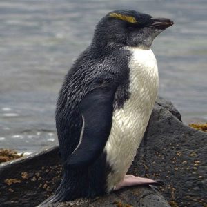 The laid-back fledgling