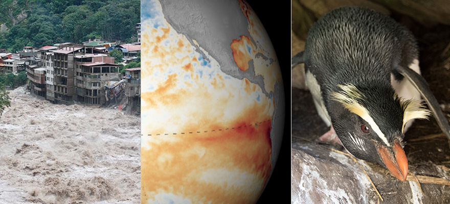 Tawaki and the Peruvian floods Tawaki and the Peruvian floods