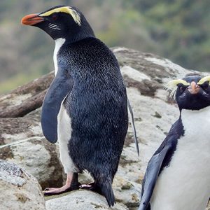 Poll: Why are penguins black and white?