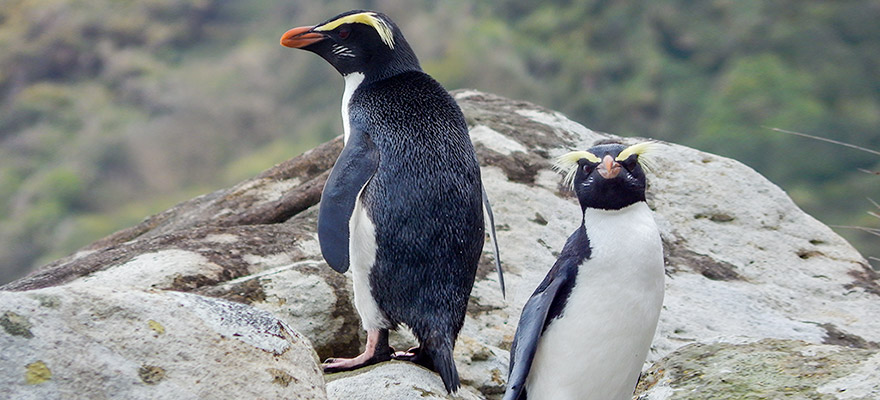Poll: Why are penguins black and white? Poll: Why are penguins black and white?