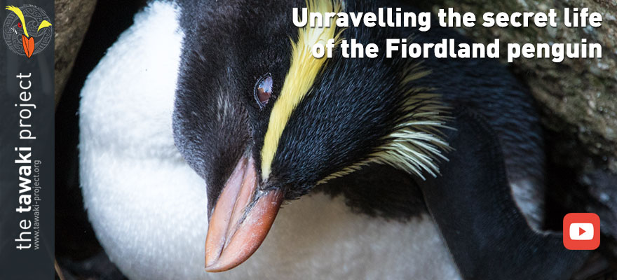 Unravelling the secret life of tawaki Unravelling the secret life of tawaki