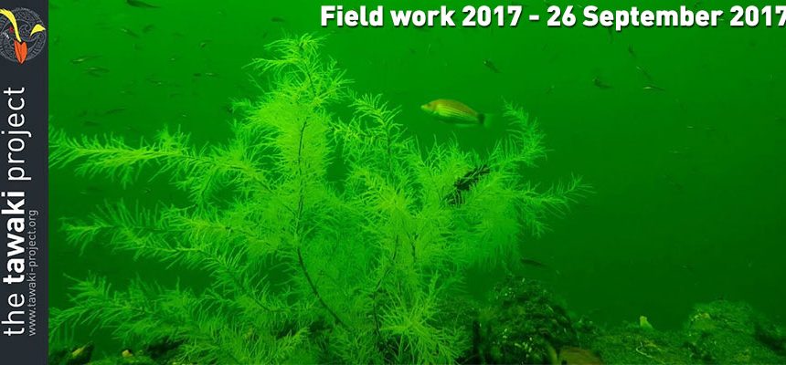 Field work 2017, Day 11