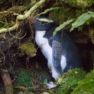 Where do moulting tawaki belong?
