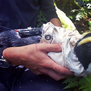 Satellite tracker deployment in Harrison Cove
