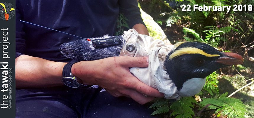 Satellite tracker deployment in Harrison Cove