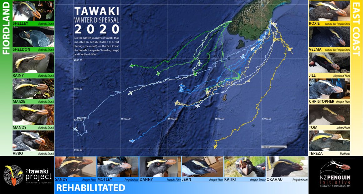 Tawaki Winter Tracking 2020 – free for all Tawaki Winter Tracking 2020 – free for all