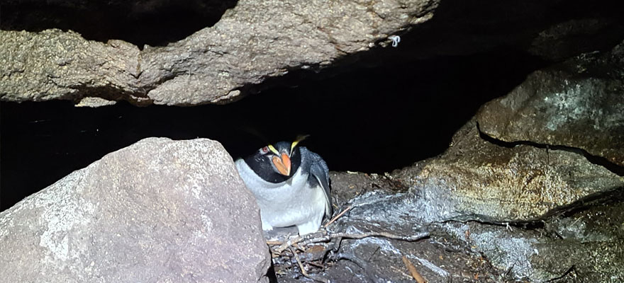 Hidden colonies Hidden colonies