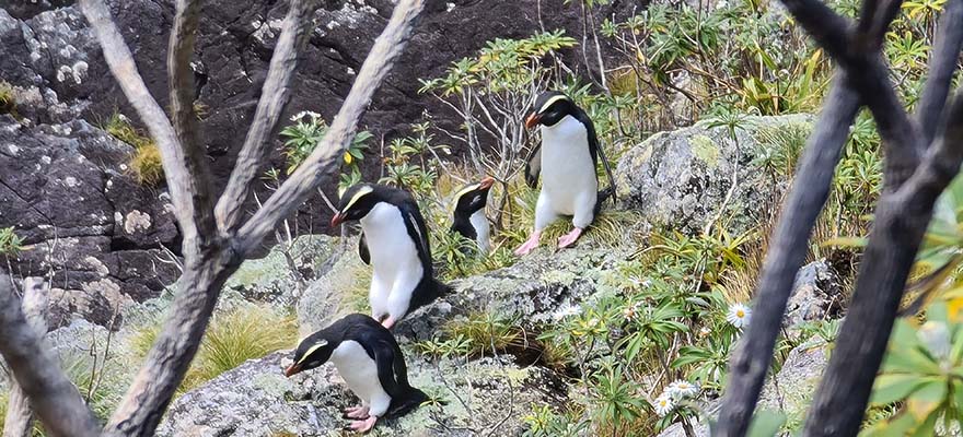 The Tawaki Caravan The Tawaki Caravan