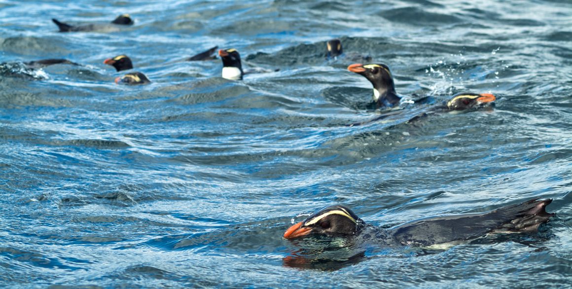 Penguins at sea Penguins at sea