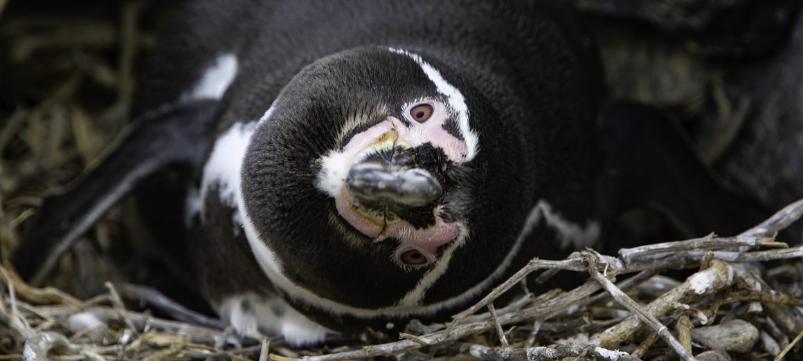 Helping out with Humboldts – Part 1 Helping out with Humboldts – Part 1