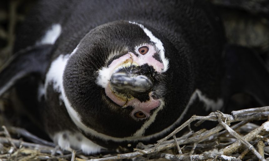 Helping out with Humboldts – Part 1