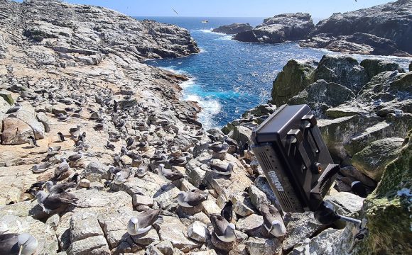 Close-quarter & long-distance counts