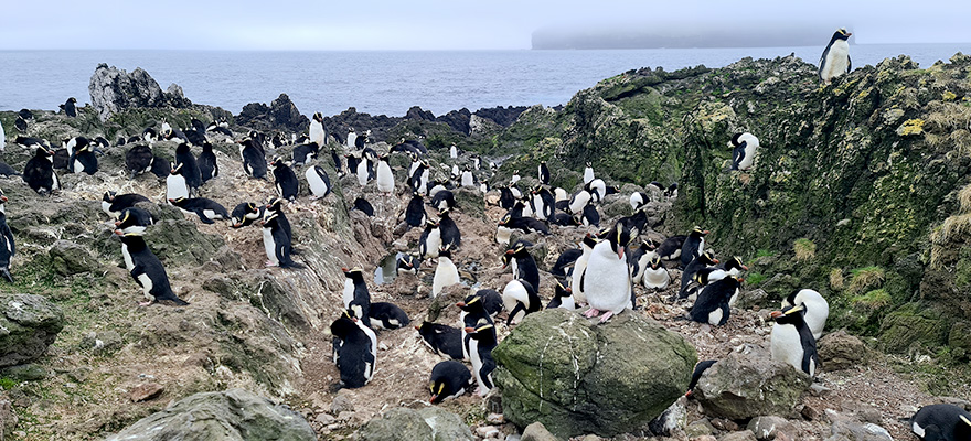 Misty again Misty again