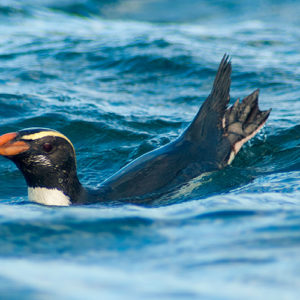 Penguins at sea