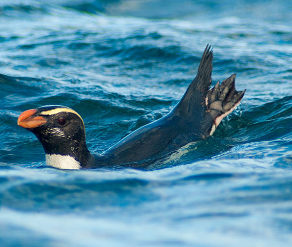 Penguins at sea