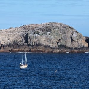 Southward to the Subantarctic