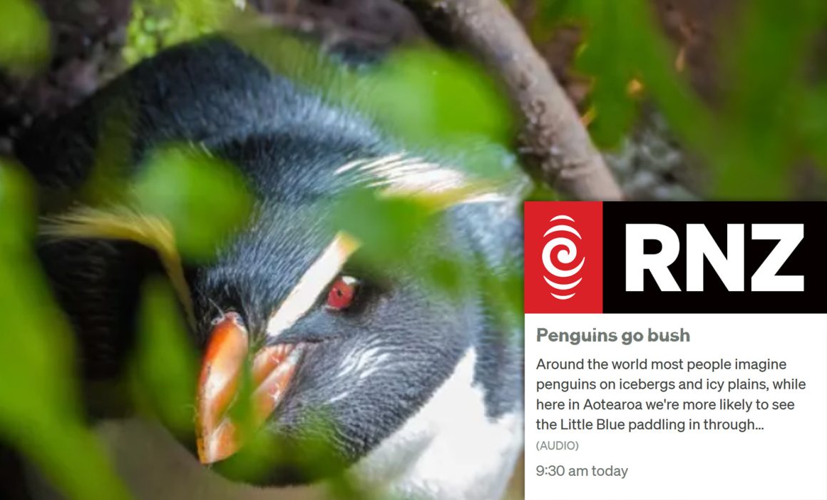 “Penguins go bush” “Penguins go bush”