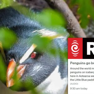 “Penguins go bush”